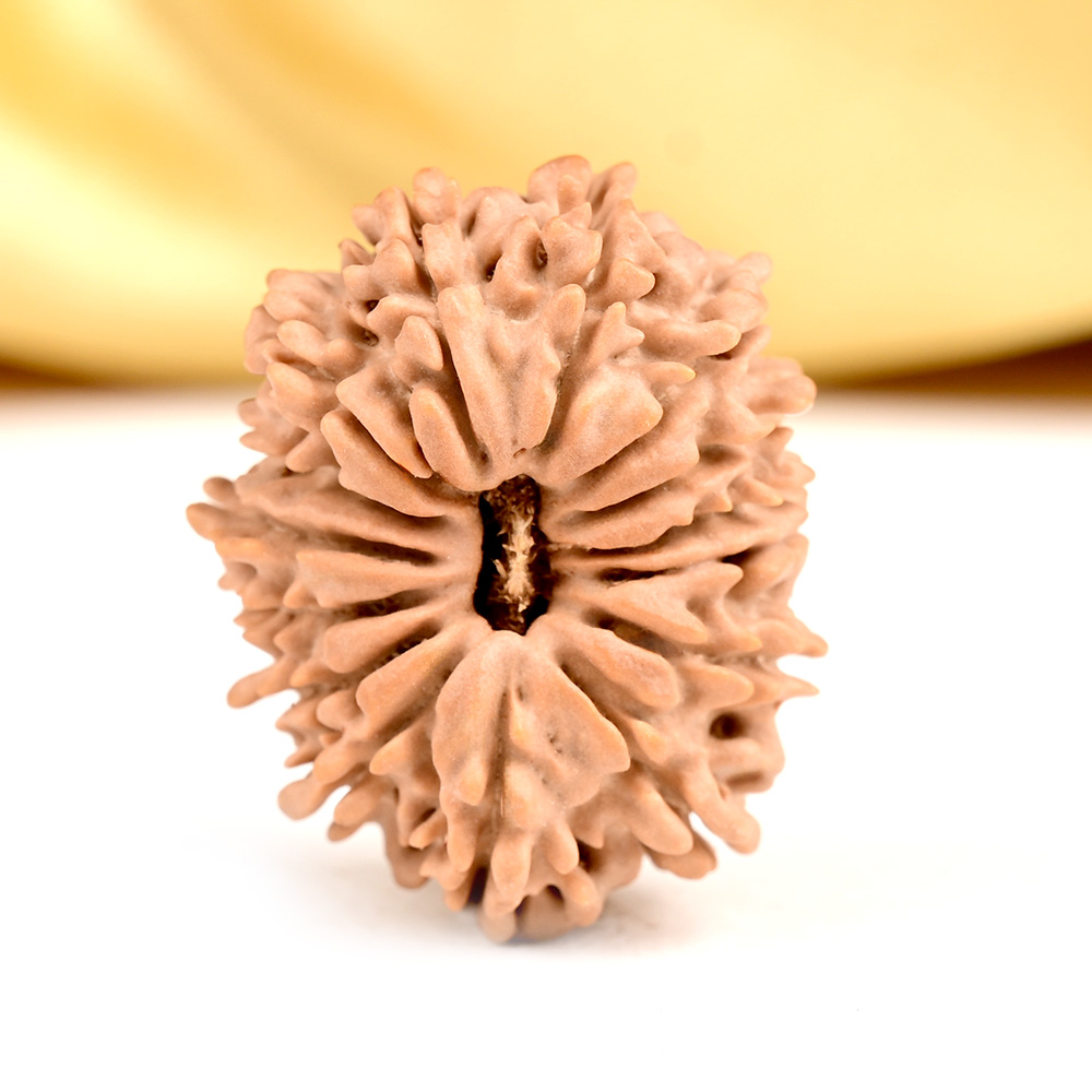 Buy 15 Mukhi from Nepal Small - CLVII from Rudra Centre (Rudraksha Ratna) at reasonable prices.