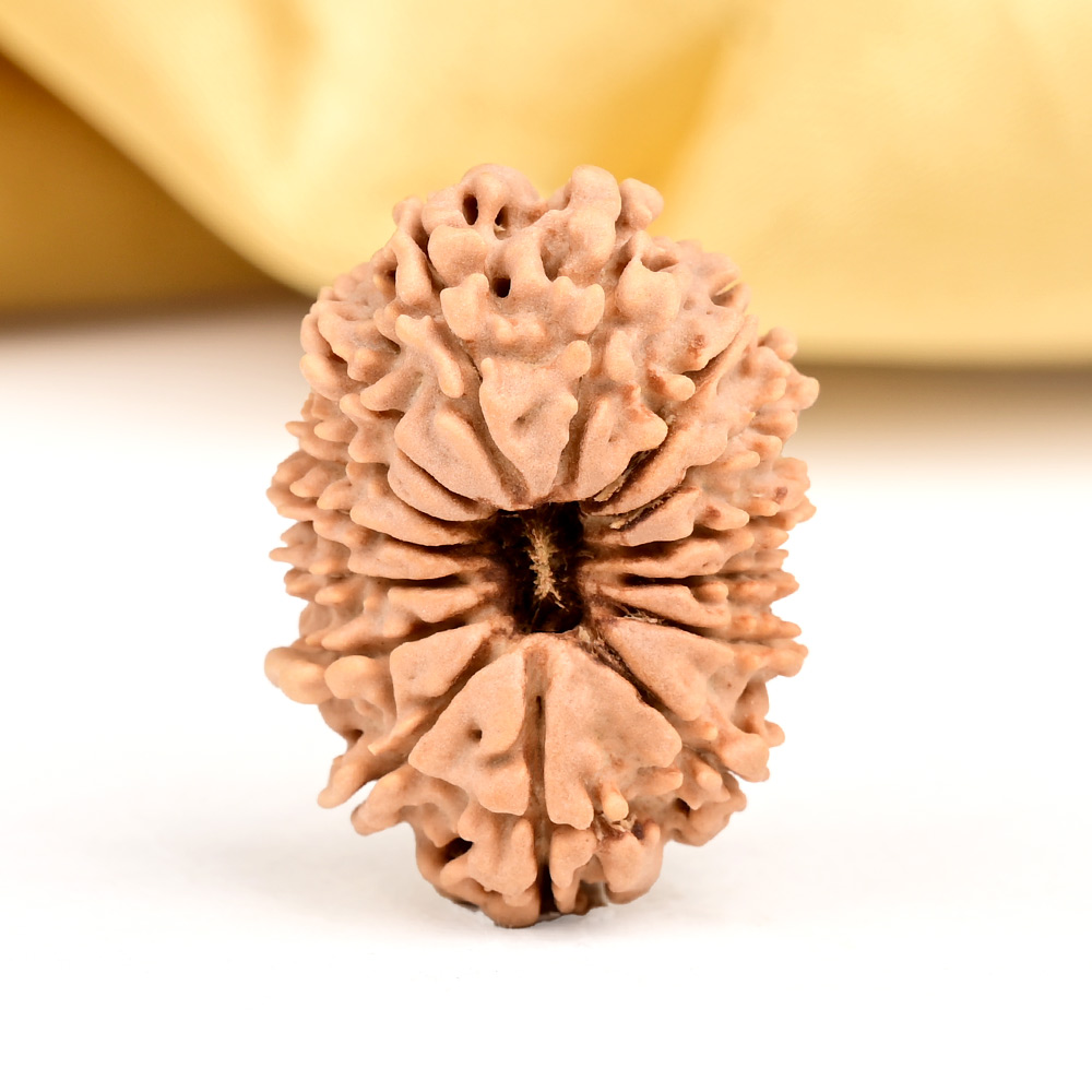 15 Mukhi from Nepal Small - CLVIII