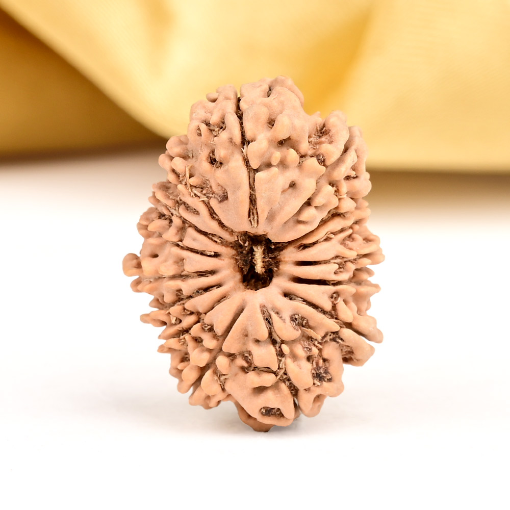 15 Mukhi from Nepal Small - CLIX