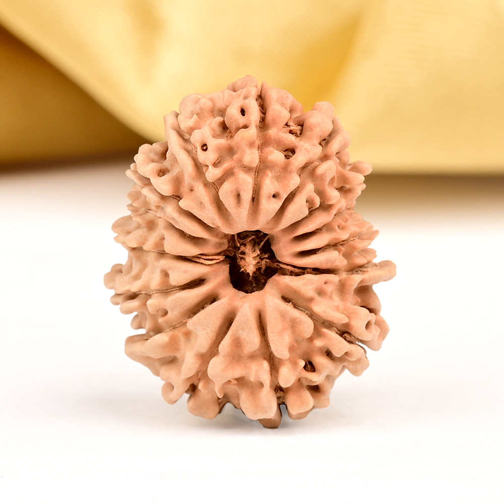 15 Mukhi from Nepal Small - CLX