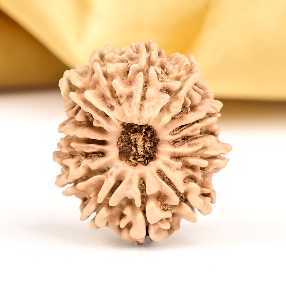 15 Mukhi from Nepal Small - CLXI