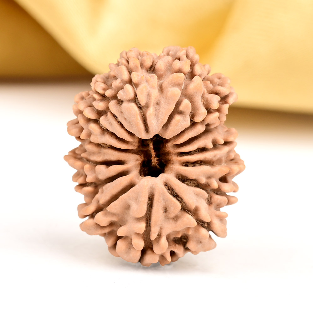 15 Mukhi from Nepal Small - CLXII
