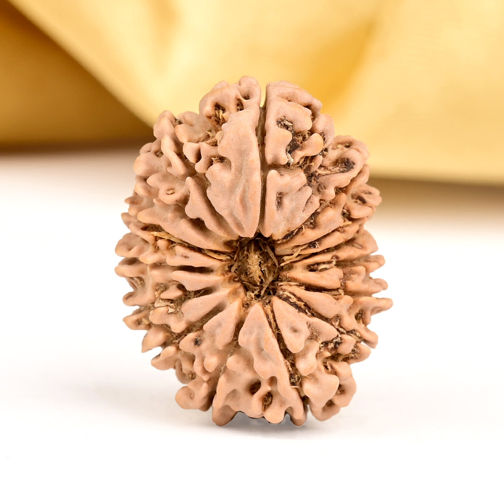 15 Mukhi from Nepal Small - CLXIII