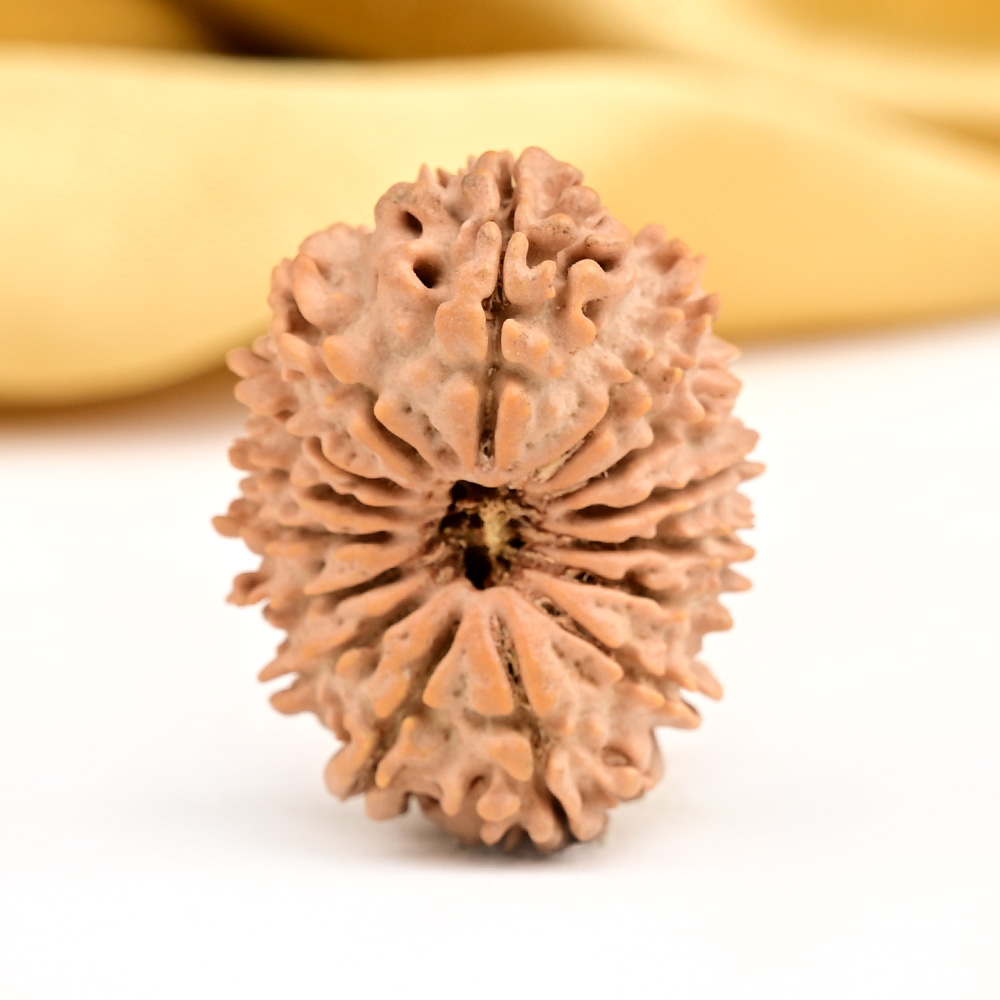 15 Mukhi from Nepal Small - CLXIV