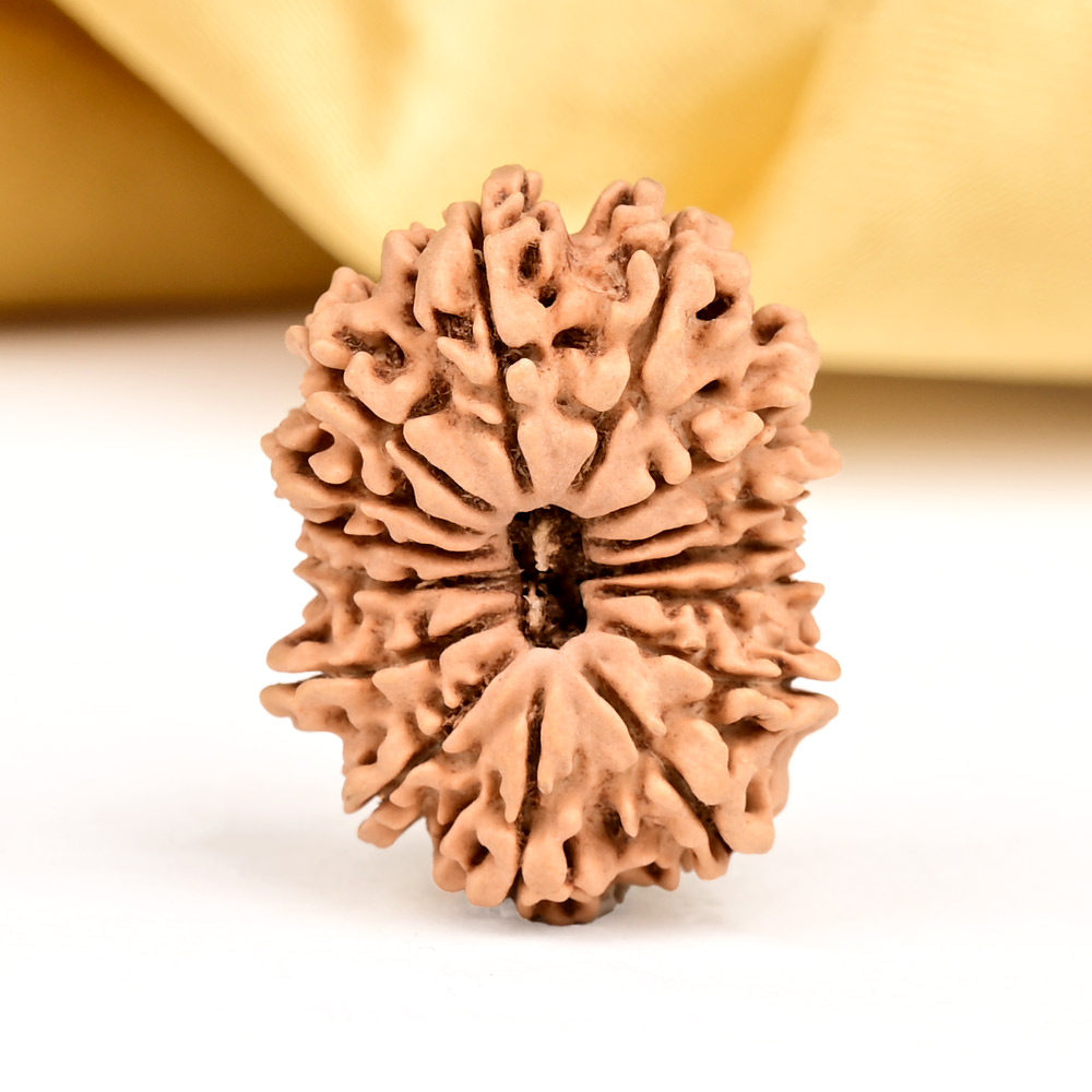 15 Mukhi from Nepal - CXXXIX