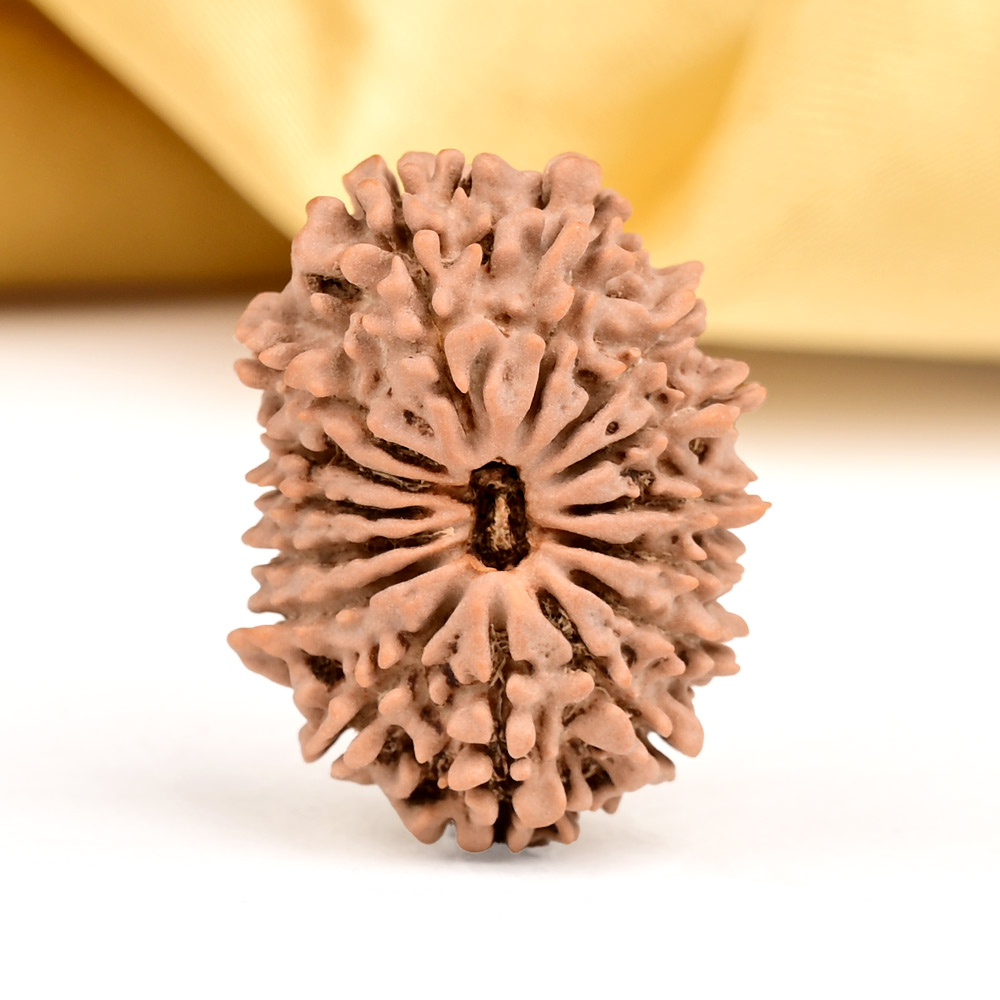 15 Mukhi from Nepal - CXL