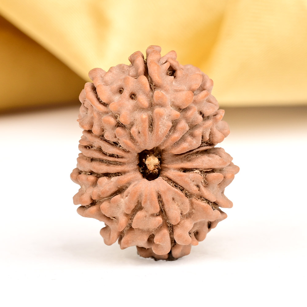 15 Mukhi from Nepal - CXLI