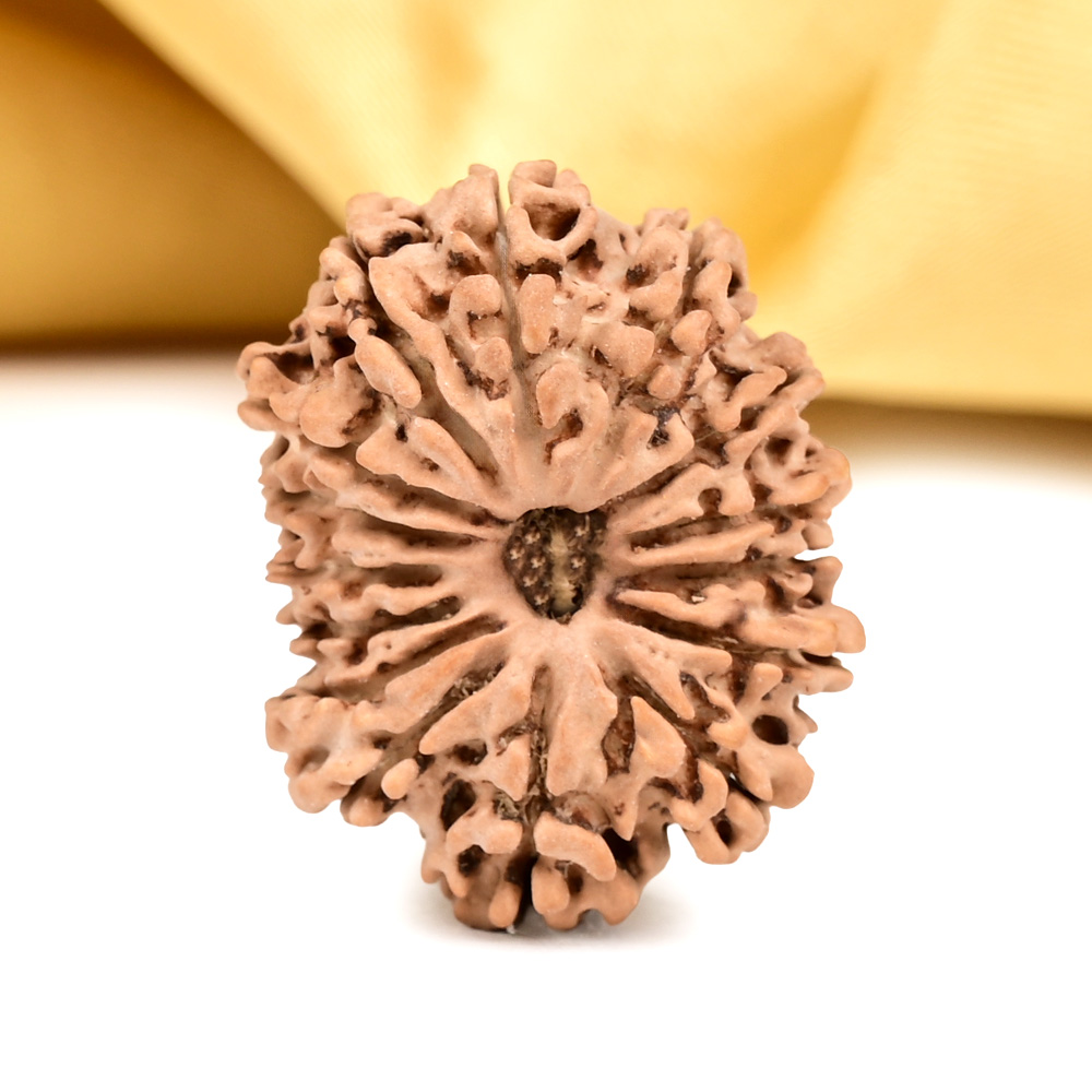 15 Mukhi from Nepal - CXLIV