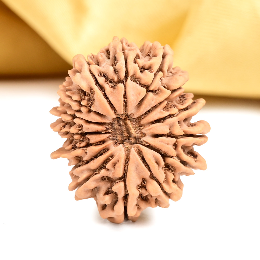 15 Mukhi from Nepal - CXLV