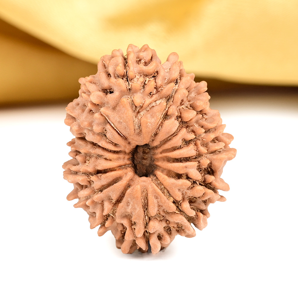 15 Mukhi from Nepal - CXLVI