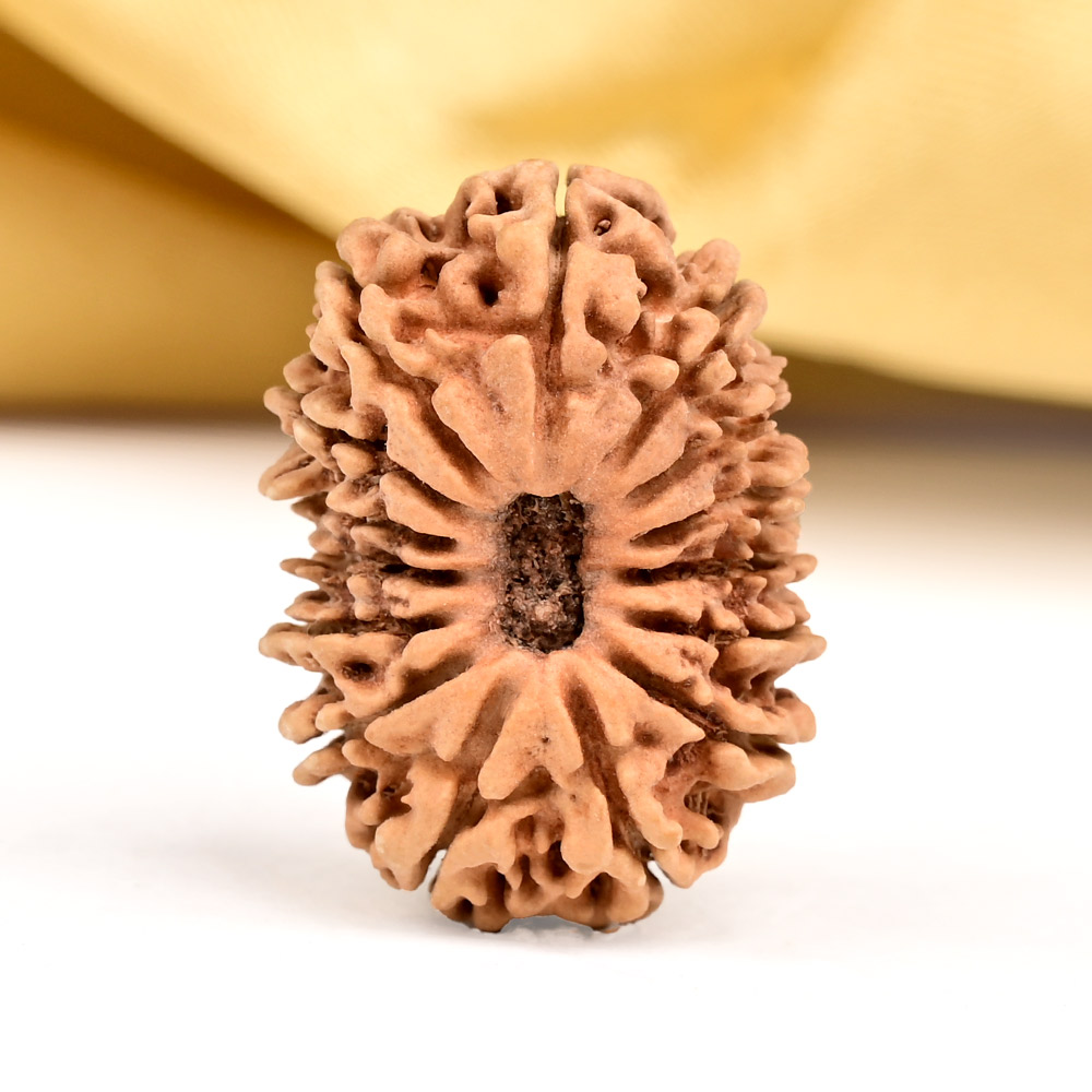 15 Mukhi from Nepal - CXLVIII