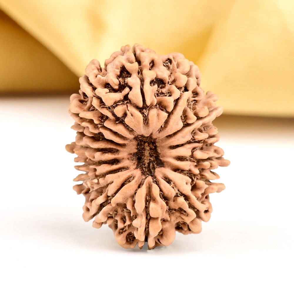 15 Mukhi from Nepal - CXLIX