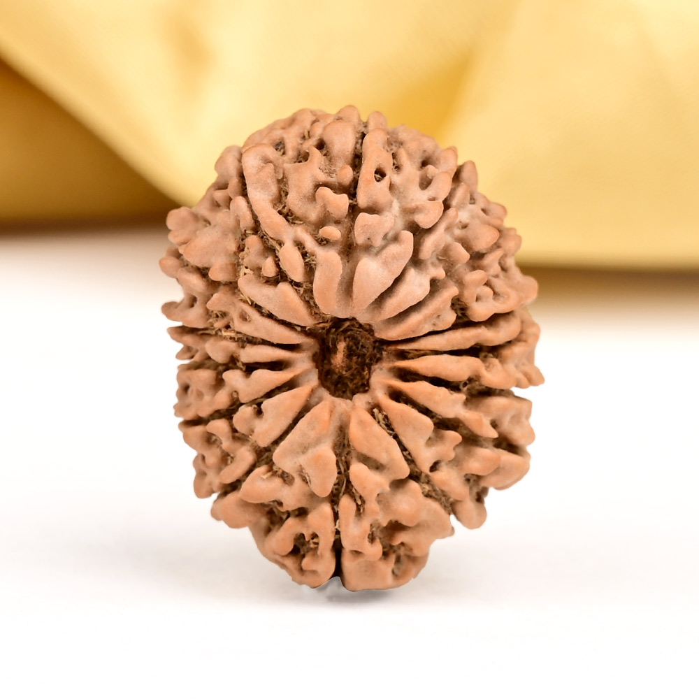Buy 15 Mukhi from Nepal - CL from Rudra Centre (Rudraksha Ratna) at reasonable prices.