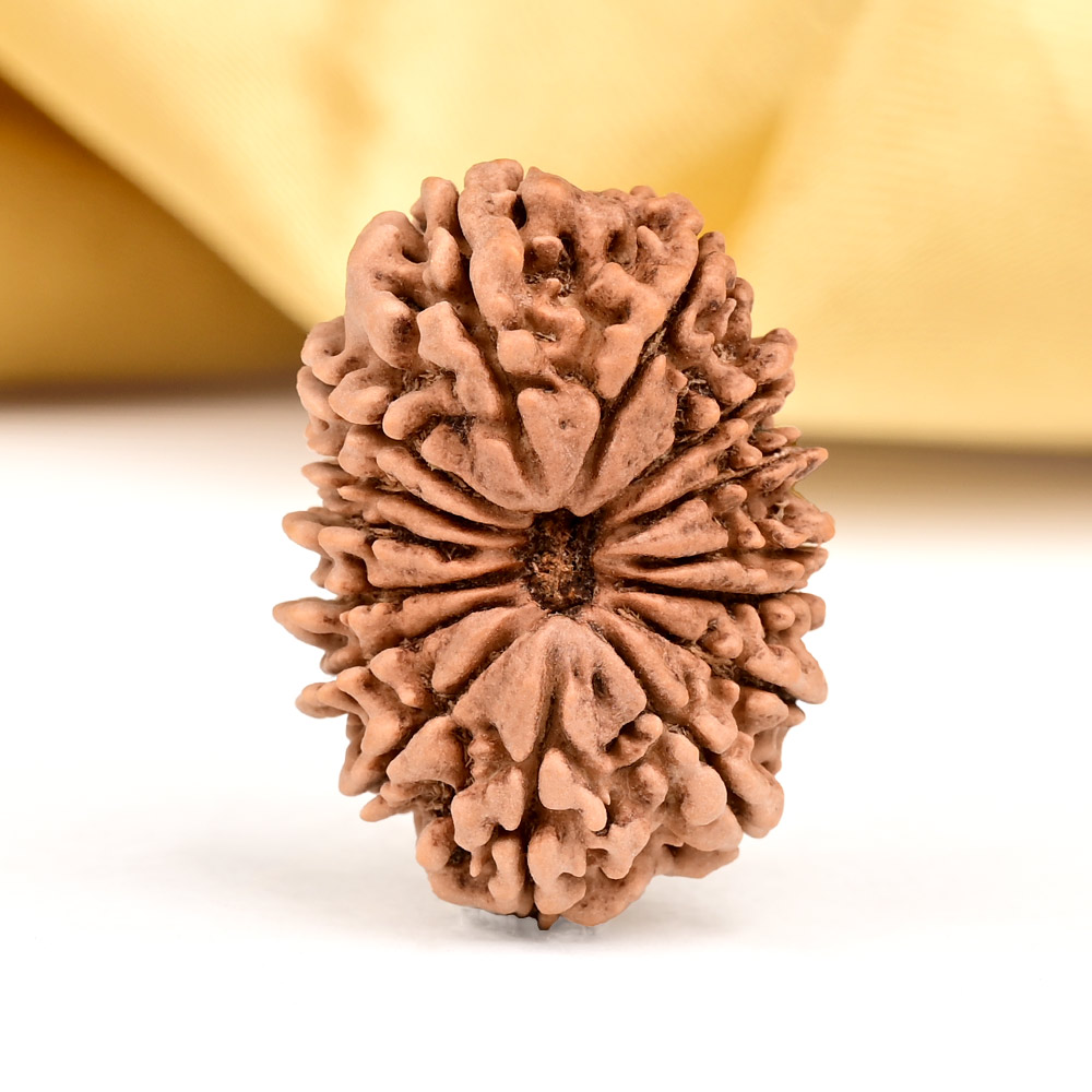 Buy 15 Mukhi from Nepal - CLI from Rudra Centre (Rudraksha Ratna) at reasonable prices.