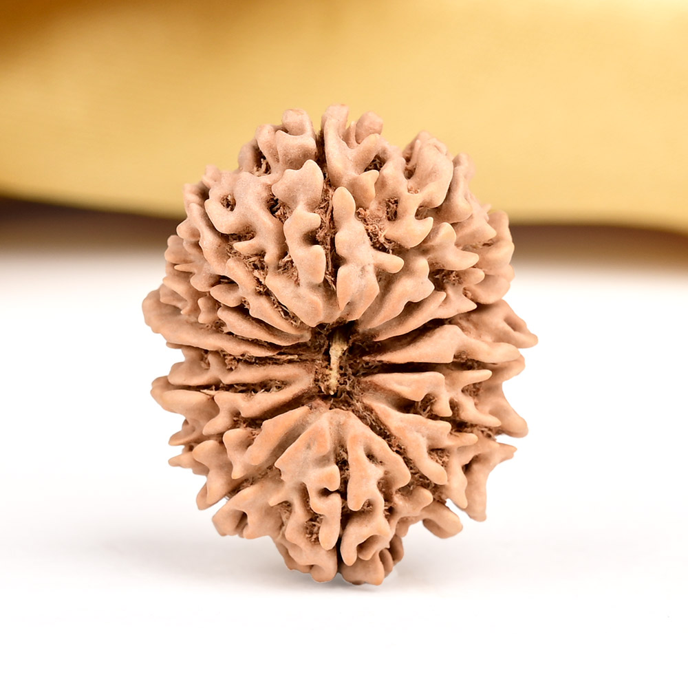 Buy 15 Mukhi from Nepal Large - LVII from Rudra Centre (Rudraksha Ratna) at reasonable prices.