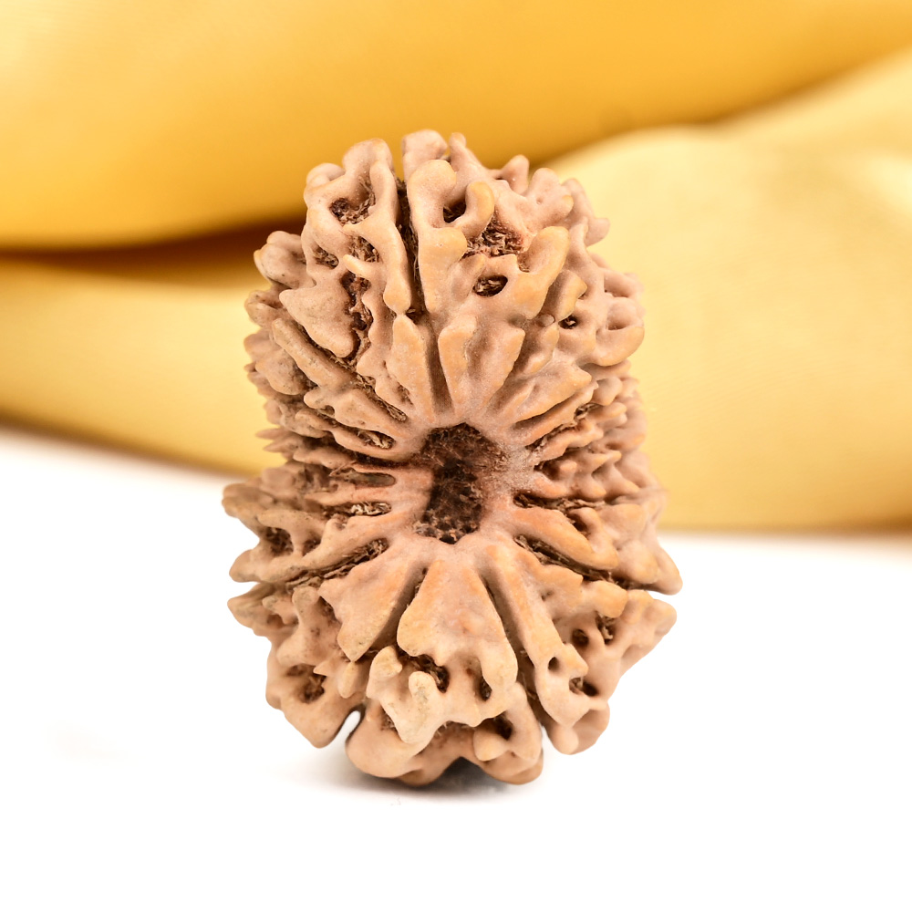 Collector 15 Mukhi from Nepal - LXXXII