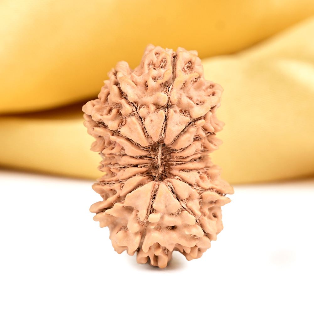 Collector 15 Mukhi from Nepal - LXXXIII