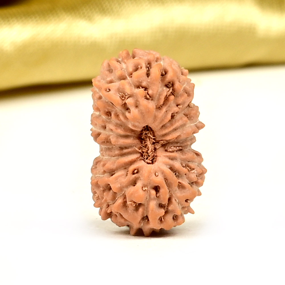 18 Mukhi from Java Indonesia Small - CCXXIII