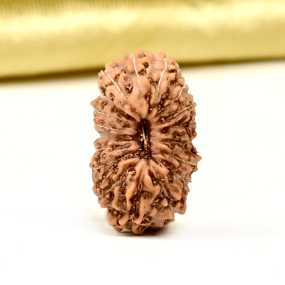 18 Mukhi from Java Indonesia Small - CCXXV