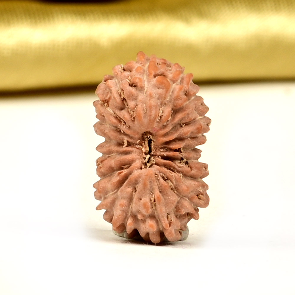 18 Mukhi from Java Indonesia Small - CCXXVI