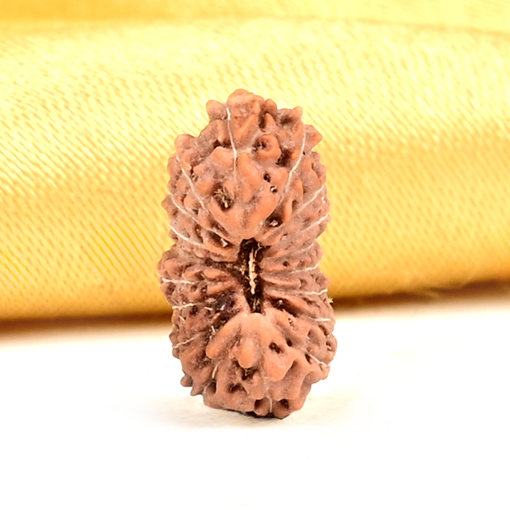 18 Mukhi from Java Indonesia Small - CCXXVII