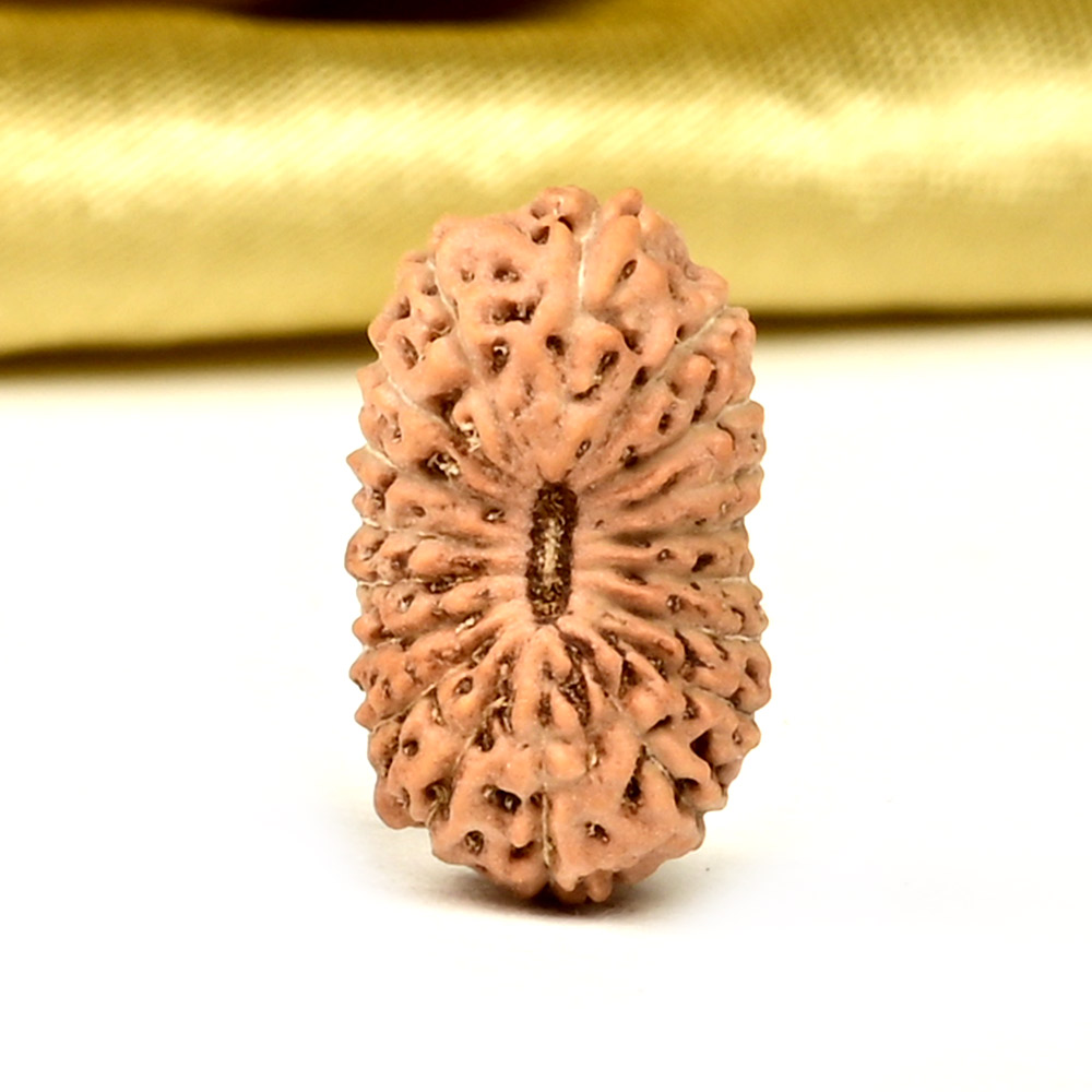 18 Mukhi from Java Indonesia - CXXXVII