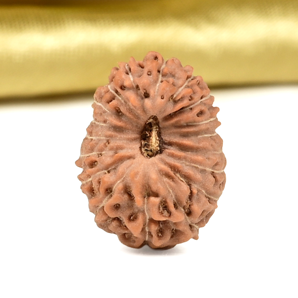 18 Mukhi from Java Indonesia - CXXXIX