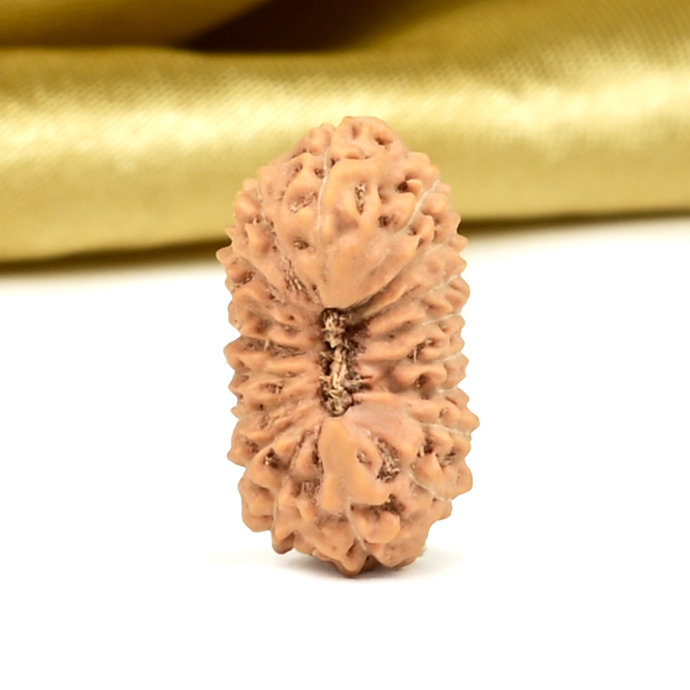 18 Mukhi from Java Indonesia - CXLIII