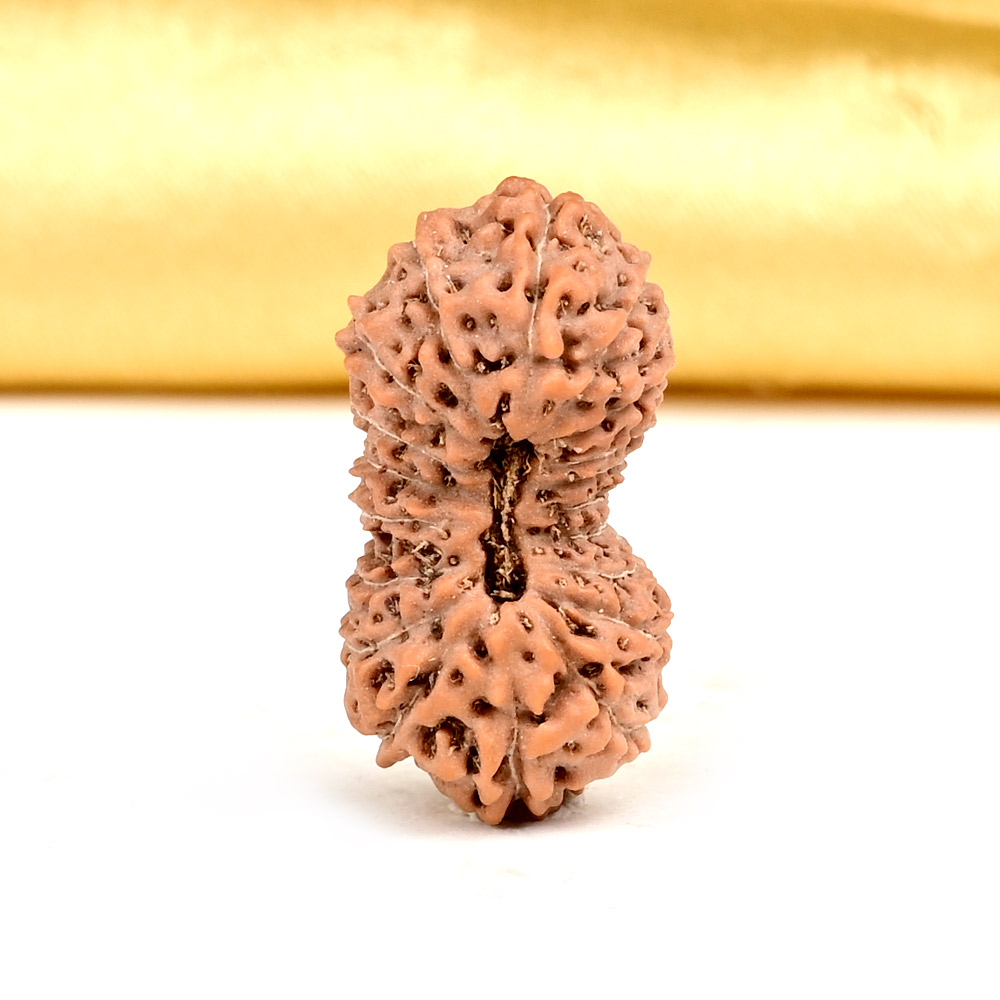 Collector 19 Mukhi from Java Indonesia - LXXIII