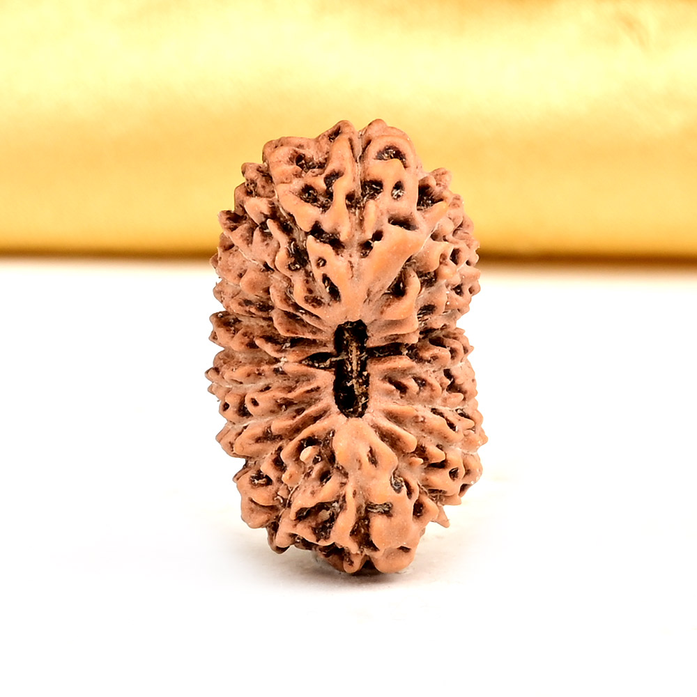 Collector 19 Mukhi from Java Indonesia - LXXIV