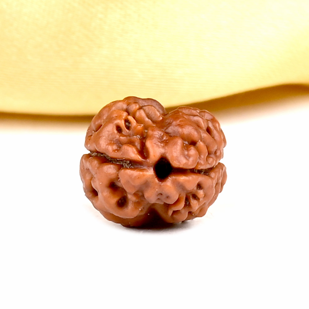 Rare 2 Mukhi from Nepal Small - RCLXV