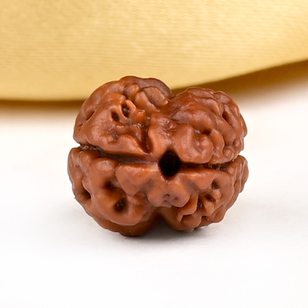 Buy Rare 2 Mukhi from Nepal Small - RCLXVI from Rudra Centre (Rudraksha Ratna) at reasonable prices.