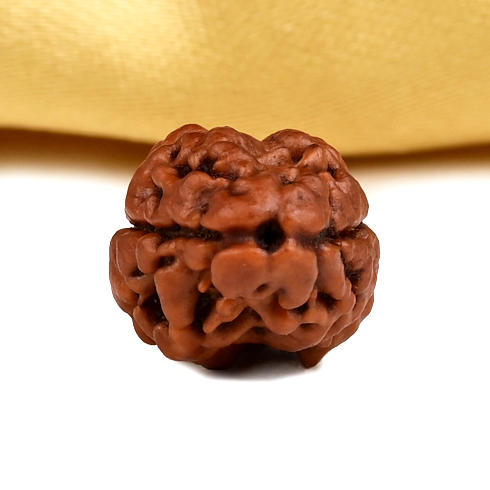 Rare 2 Mukhi from Nepal - CXC