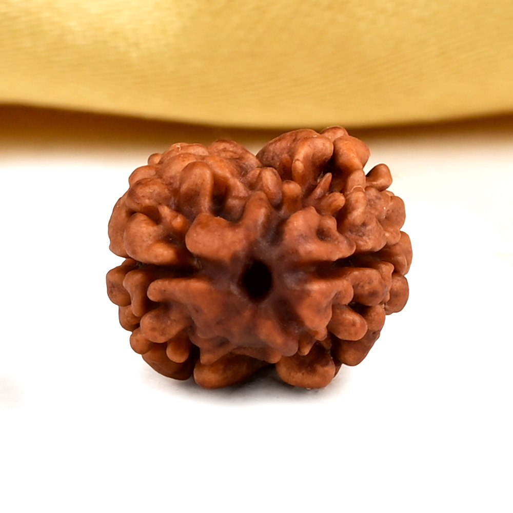 Rare 2 Mukhi from Nepal - CXCI