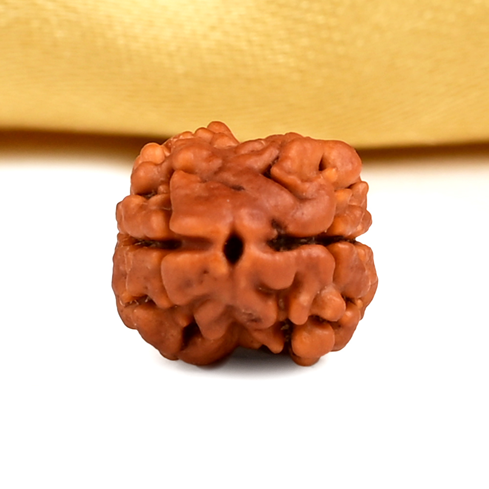 Rare 2 Mukhi from Nepal - CXCII