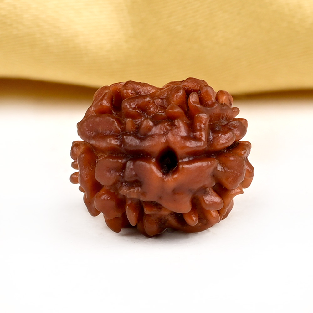 Rare 2 Mukhi from Nepal - CXCIII