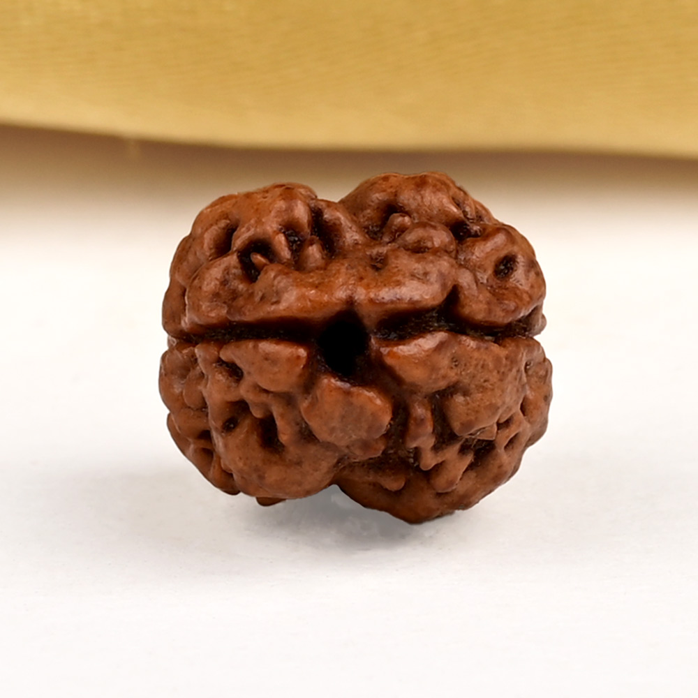 Buy Rare 2 Mukhi from Nepal - CXCIV from Rudra Centre (Rudraksha Ratna) at reasonable prices.