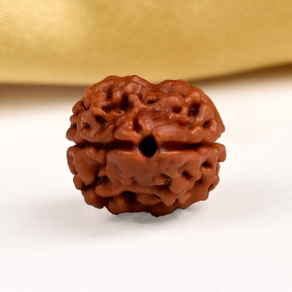 Buy Rare 2 Mukhi from Nepal - CXCV from Rudra Centre (Rudraksha Ratna) at reasonable prices.