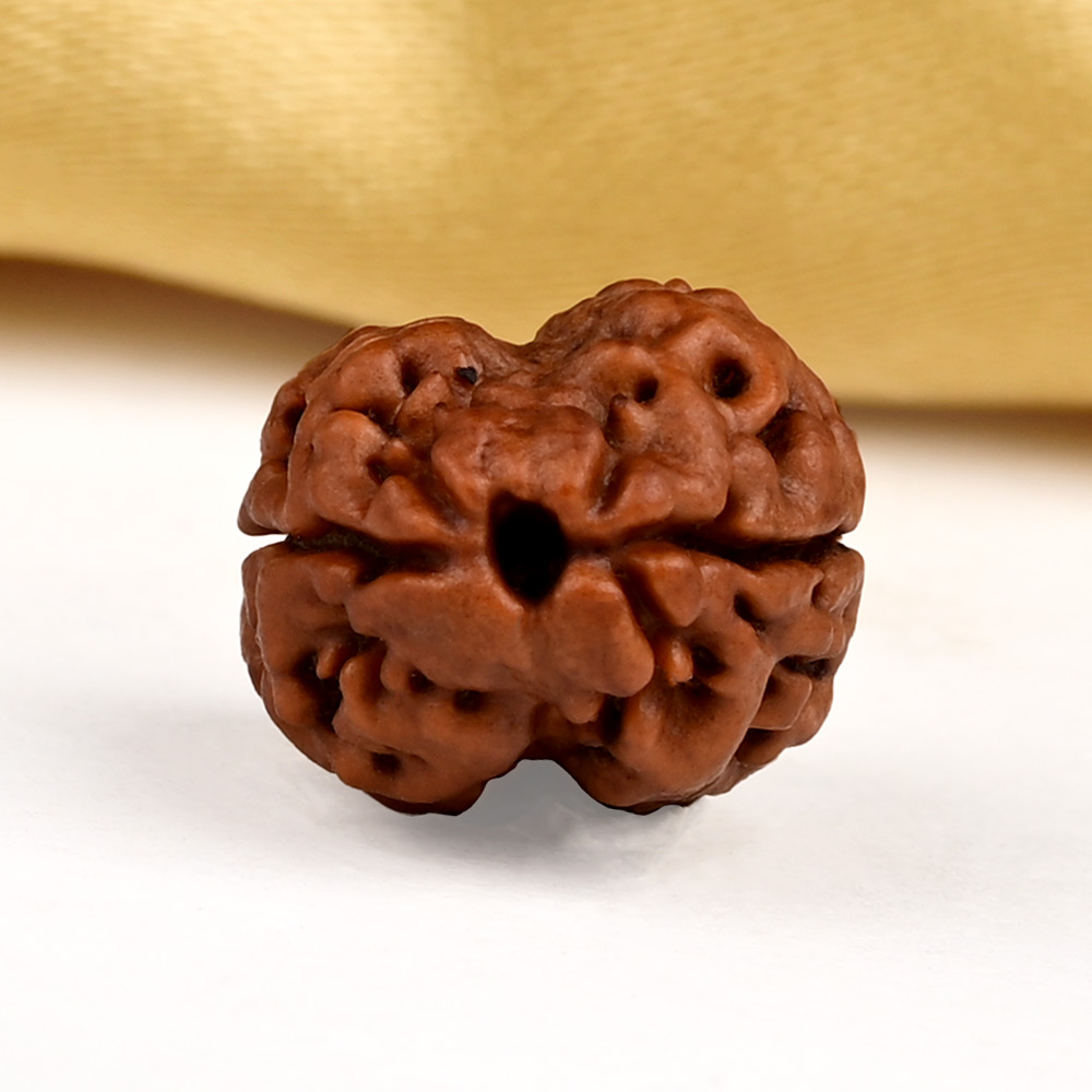 Buy Rare 2 Mukhi from Nepal - CXCVI from Rudra Centre (Rudraksha Ratna) at reasonable prices.