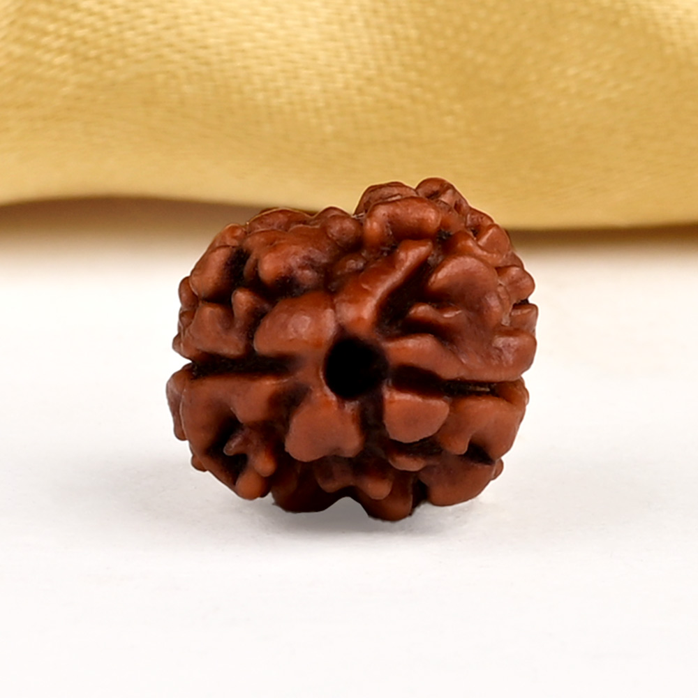 Buy Rare 2 Mukhi from Nepal - CXCVII from Rudra Centre (Rudraksha Ratna) at reasonable prices.