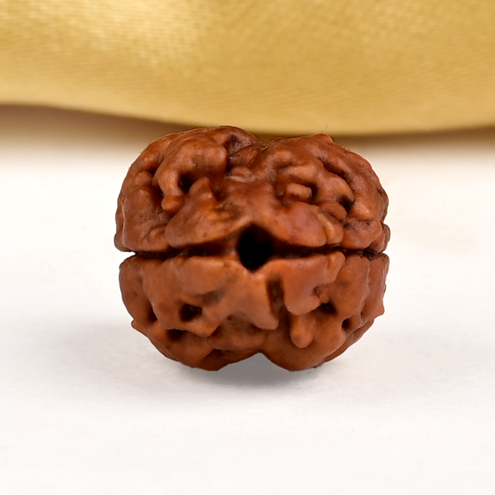 Buy Rare 2 Mukhi from Nepal - CXCVIII from Rudra Centre (Rudraksha Ratna) at reasonable prices.