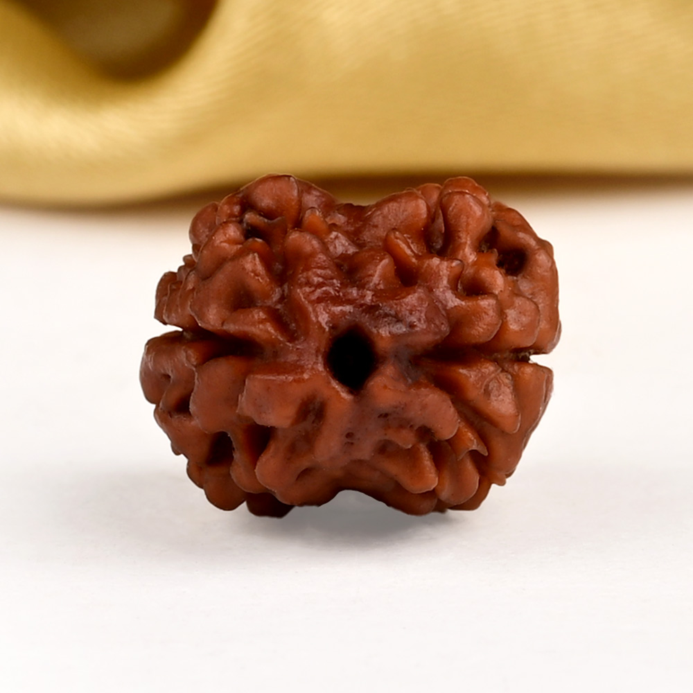 Buy Rare 2 Mukhi from Nepal - CXCIX from Rudra Centre (Rudraksha Ratna) at reasonable prices.