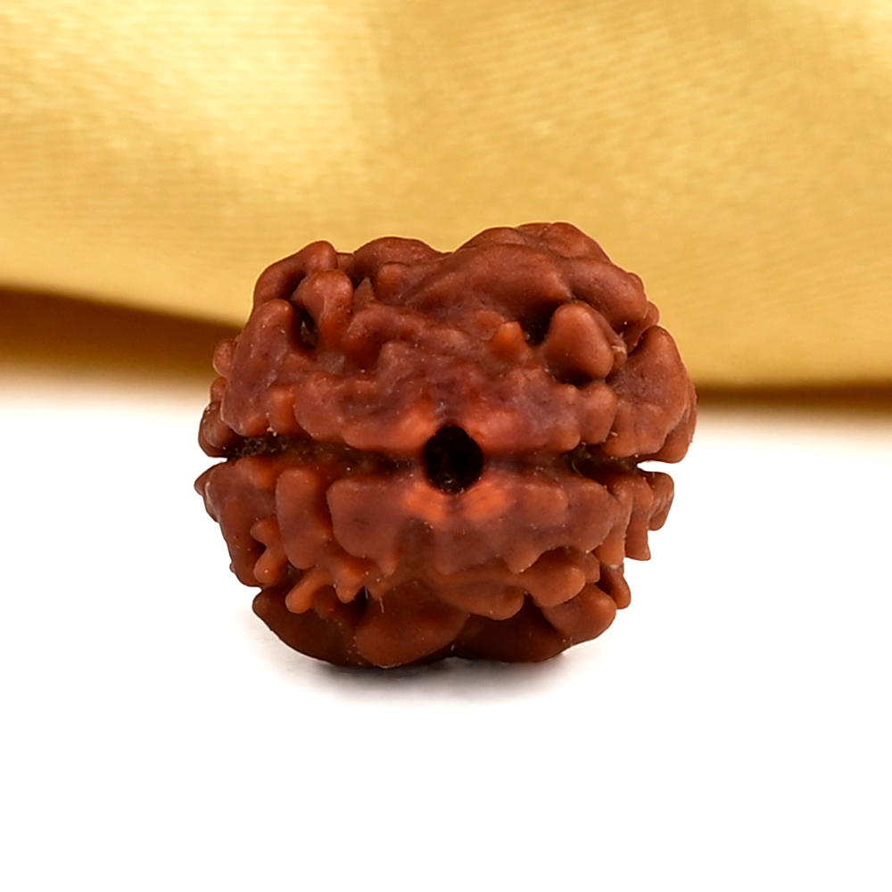 Rare 2 Mukhi from Nepal - CC