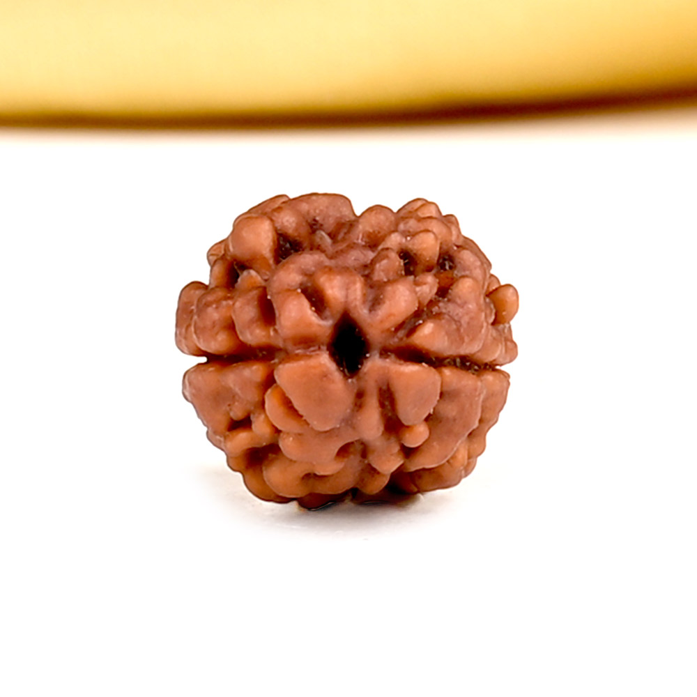 Rare 2 Mukhi from Nepal - CCI