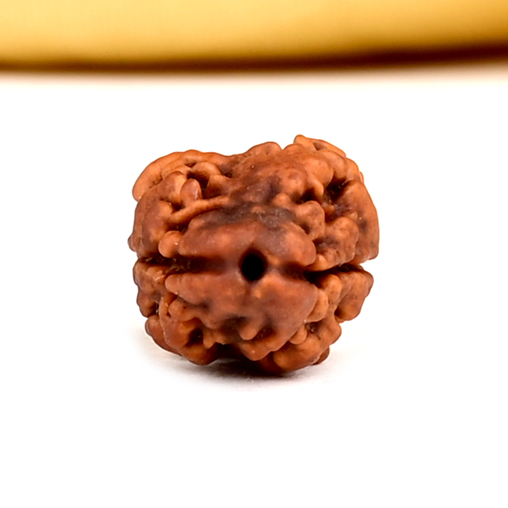 Rare 2 Mukhi from Nepal - CCII