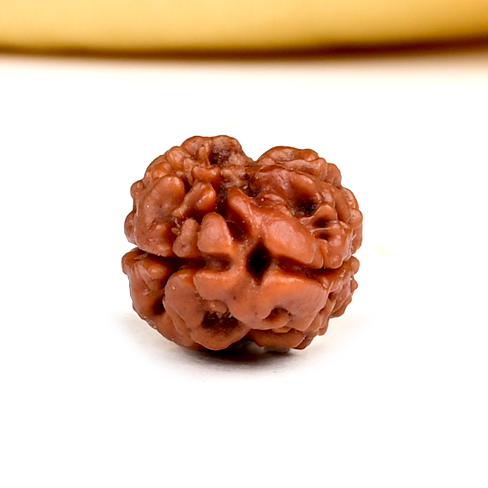 Rare 2 Mukhi from Nepal - CCIV