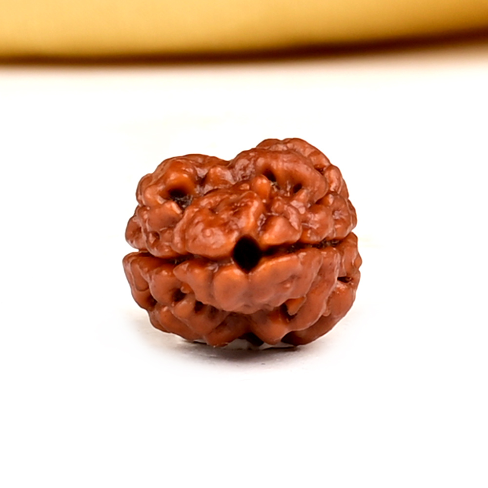 Rare 2 Mukhi from Nepal - CCV