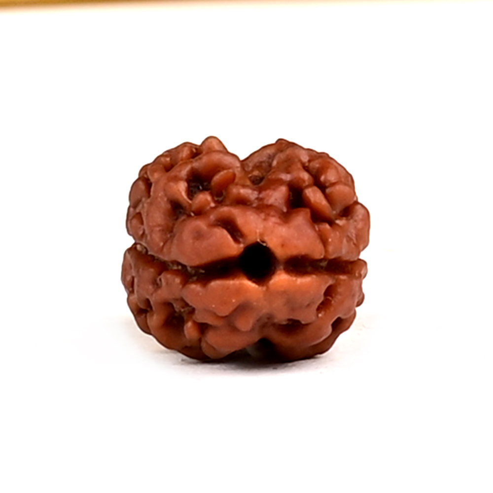 Rare 2 Mukhi from Nepal - CCVI