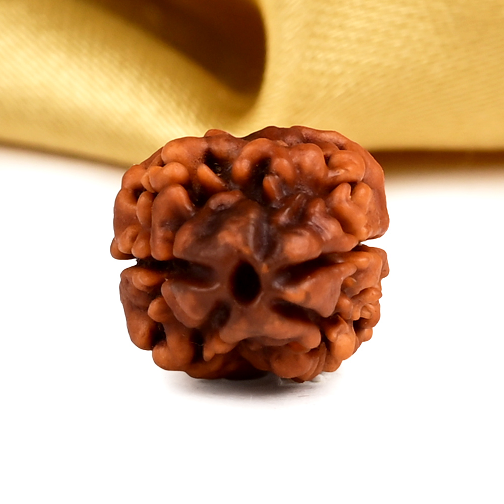 Rare 2 Mukhi Nepali Large - CXIII