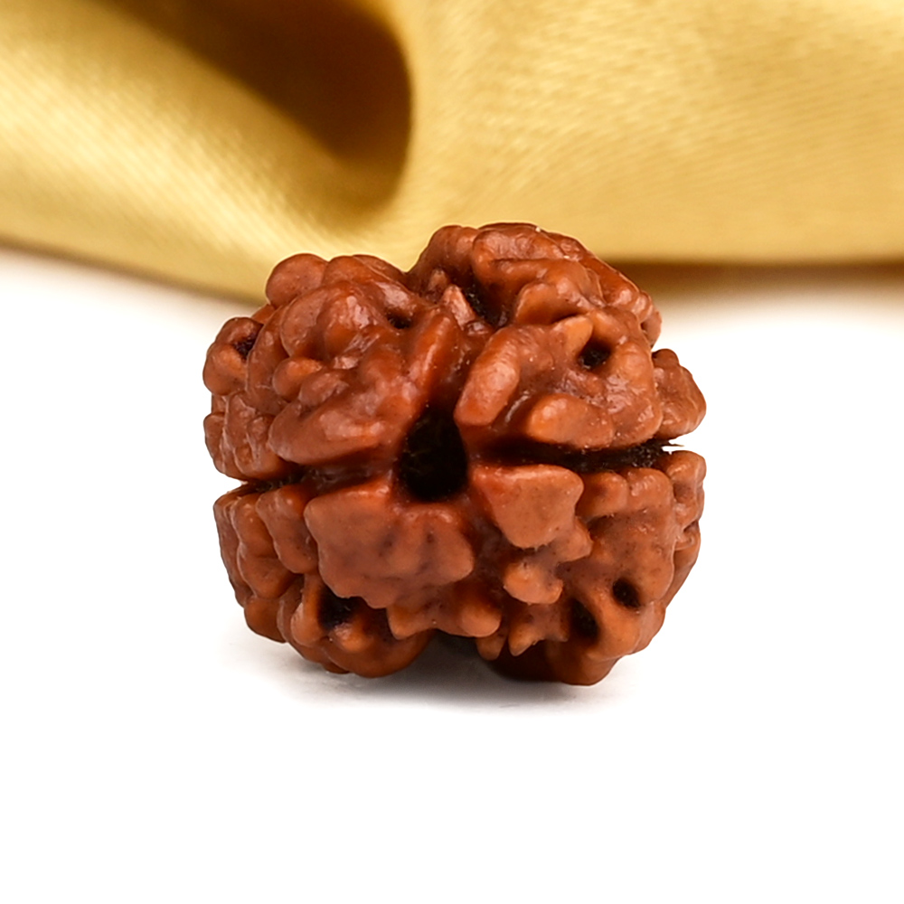 Rare 2 Mukhi Nepali Large - CXIV